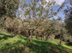 Villa La Quercia  (48)