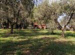 Villa La Quercia  (50)